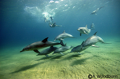 photo of swimming with dolphins in mozambique copyright A Woodburn